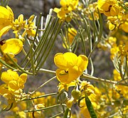 Senna artemisioides