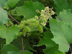 Xanthium sibiricum.JPG