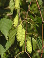 Lahkoon Fagales kuuluvan rauduskoivun hedelmä on norkkoon kehittyvä pähkylä.