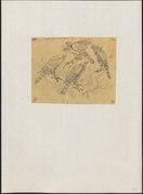 Besrasperwer in De vogels van Nederlandsch Indië, III: De valkvogels door Schleger (1863-1876)