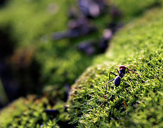 Une fourmi sur une touffe de mousse. (définition réelle 1 600 × 1 253*)