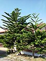 Araucaria heterophylla (190207-0930)