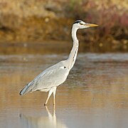 Ardea cinerea - Pak Thale