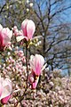 de:Magnolienhain (Aschaffenburg) im Frühjahr 2019