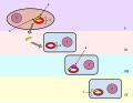 Bacterial Transformation. In this image, a gene from bacterial cell 1 is moved from bacterial cell 1 to bacterial cell 2. This process of bacterial cell 2 taking up new genetic material is called transformation. Step I: The DNA of a bacterial cell is located in the nucleus (1), but also in the plasmid, an independent, circular loop of DNA. The gene to be transferred (4) is located on the plasmid of bacterial cell 1 (3), but not on the plasmid of bacterial cell 2 (2). In order to remove the gene from the plasmid of bacterial cell 1, a restriction enzyme (5) is used. The restriction enzyme binds to a specific site on the DNA and “cuts” it, releasing the satisfactory gene. Genes are naturally removed and released into the environment usually after a cell dies and disintegrates. Step II: Bacterial cell 2 takes up the gene. This integration of genetic material from the environment is an evolutionary tool and is common in bacterial cells. Step III: The enzyme DNA ligase (6) adds the gene to the plasmid of bacterial cell 2 by forming chemical bonds between the two segments which join them together.Step IV: The plasmid of bacterial cell 2 now contains the gene from bacterial cell 1 (7). The gene has been transferred from one bacterial cell to another, and transformation is complete.