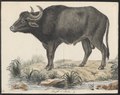 Bos Bubalis - 1700-1880; Iconographia Zoologica