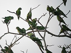 Brotogeris versicolurus Periquito aliblanco Canary-winged Parakeet (7833356910).jpg