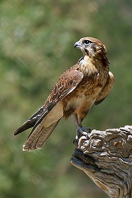 Hosszúlábú sólyom (Falco berigora)