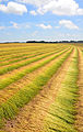 Champ de lin en Normandie