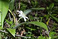 Clintonia uniflora