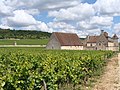 El viñedo de Clos Vougeot en Borgoña.