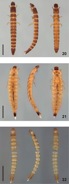 (20) Hintonelmis Spangler (21) Larva Y (22) Larva X