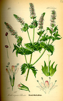 Illustration Mentha spicata0.jpg