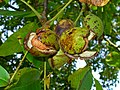 Ripe fruits with nuts