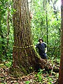 Guanandi gigante em Paranaguá-PR