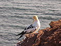 Morus bassanus, Young Northern Gannet