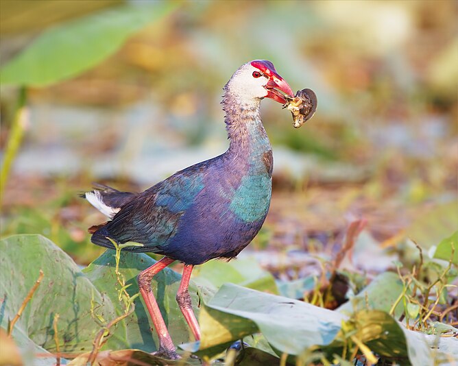 Purple Swamphen