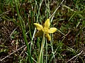 Ranunculus occidentalis