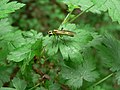 Ribes lacustre