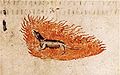 Salamander in Flammen, Quelle: Wiener Dioskurides (Konstantinopel, 512 n. Chr.) Folio 423 recto