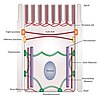 Cytoskeletal organization of an epithelial cell.