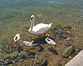 Mute swan with 3 cygnets.