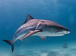 Thumbnail for Tiger shark