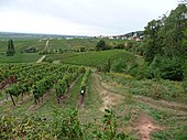 Blick von Villa Ludwigshöhe, Edenkoben