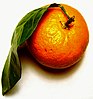 Танжерин (Citrus tangerina)