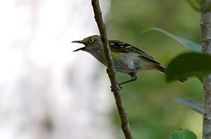 Blankokula vireo