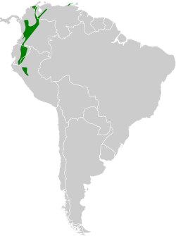 Distribución geográfica del mosquerito caridorado (incluyendo minimus/cumanensis).