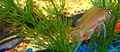 Cichlids: Brichardi and Kribensis