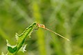 * Nomination: Lestes sp. --ComputerHotline 15:53, 11 June 2012 (UTC) * Review I think, the DoF is a bit small here. --NorbertNagel 17:39, 11 June 2012 (UTC)