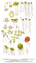 Illustration verschiedener Arten aus der Unterfamilie Wasserlinsengewächse (Lemnoideae)