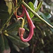 Aristolochia sempervirens.jpg