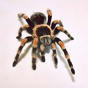 ♀Brachypelma smithi