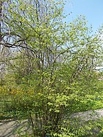 hazelaar (Corylus avellana)