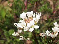 萼片は紫色をおび、花は白色の十字花、雄蕊は6個ある。