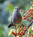 Image 96Gray catbird in Central Park