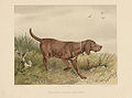 Chien d'arrêt allemand dans Jagdbare Tiere (1875)