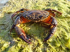 Eriphia verrucosa male 2009 G5