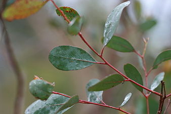 Leaves of Eucalyptus camphora, New South Wales