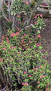 Euphorbia milii in northern Israel.jpg