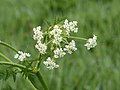 Fluitenkruid (Anthriscus sylvestris) in de vroege morgen bedekt met dauw.