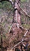 Garrobo tomando el sol en Bosque el imposibel - panoramio.jpg