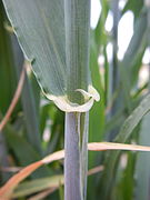 Ligule auriculée.