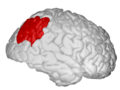 Inferior parietal lobule, right hemisphere view.