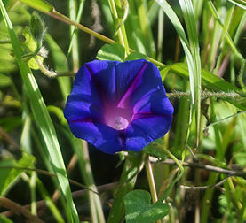 Fleur de volubilis (Ipomoea purpurea) . (définition réelle 1 430 × 1 301)