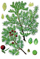 Juniperus oxycedrus L.