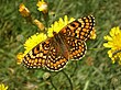 Melitaea deione